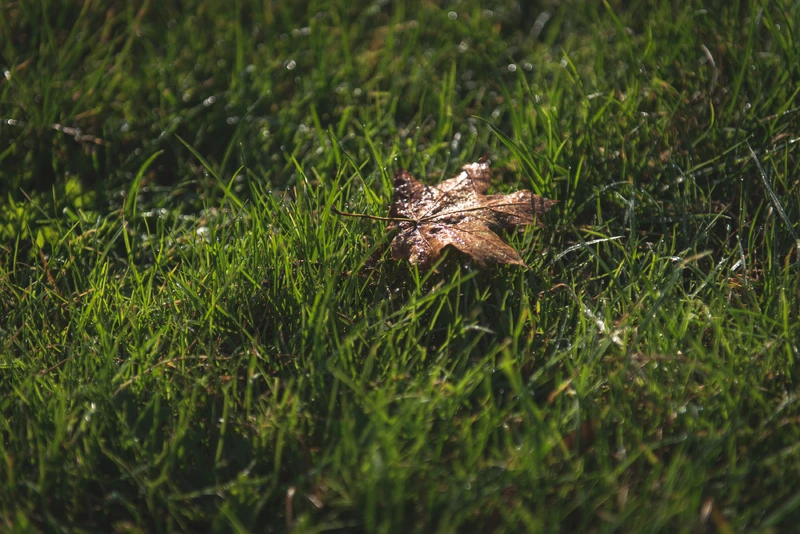 Ein braunes blatt liegt auf einer wiese